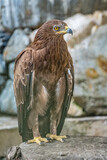 Fototapeta Do pokoju - The bird of prey, Steppe Eagle proudly sits in the aviary. Aquila nipalensis