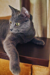 Close-up of a purebred russian blue cat at home