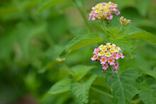 Multicolored Lantana Flowers In The Garden. Beautiful Colorful Hedge Flower, Weeping Lantana.