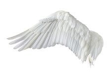 Angel Wings Isolated On Gray Background. This Has Clipping Path.