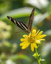 Close-up Of Heliconius Charithonia, The Zebra Longwing Or Zebra Heliconian Butterfly On A Yellow Flower