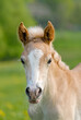 © kathomenden - Cute Haflinger horse foal in a meadow, frontal head portrait with a white blaze marking