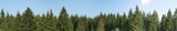 Panorama of green coniferous forest. Blue sky with a small cloud.