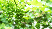 Growing Of Green, Young Grapes In Vineyard Or On Backyard,  On Summertime In Natural Environment.. Unripe Bunch Of Grape And Green Leaves. Focus On Foreground. Blurred Background. Close-up.