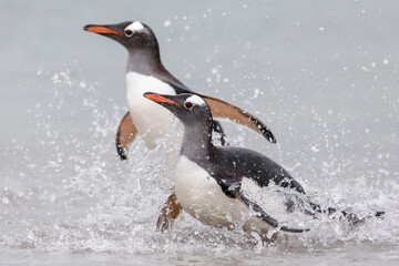 Wall Mural - A pair of Gentoo Penguin running out of the shore