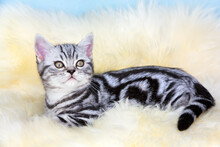 Black Silver Tabby Blotched Kitten Lying On Fur