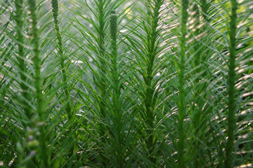 close up of green leaves