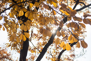 Yellow and orange leaves, autumn season with sky in the background