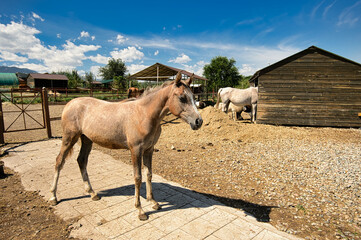 horse in the field