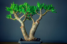 Succulent Plant Called Crassula Ovata Gollum, Commonly Known As Jade Plant, Lucky Plant, Money Plant Or Money Tree
