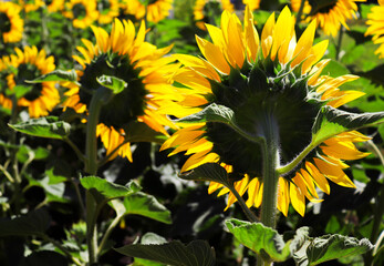 Blooming sunflowers field. Restorative agriculture. Texture for the background