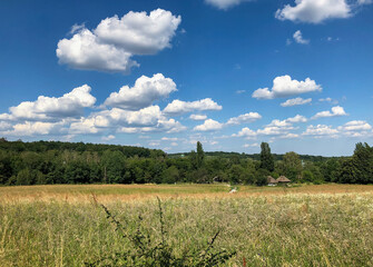 field of wheat and sky