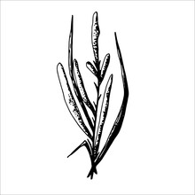 
Black And White Image Of A Reed. Isolated Background.
