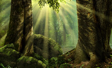 Forest Landscape With Sun Rays, Mossy Trees And Stones