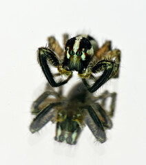 spider on white background