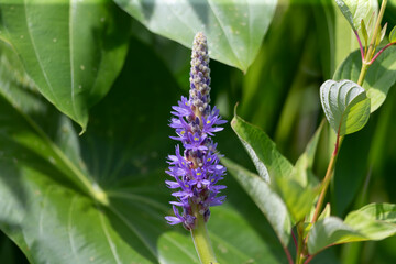 Poster - Pickerel weed flower - Pontederia cordata in native American flower