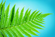 © Андрей Прилуцкий - Green leaf blue background. Symbol Wildlife.