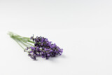 Fototapeta Lawenda - lavender flowers isolated on white background