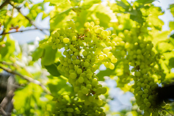  green grapes on a vine close up