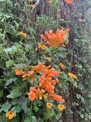 Sticker - Fleurs orange, jardin à Cameron Highlands, Malaisie	