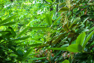 heptapleurum arboricola dwarf umbrella tree schefflera arboricola plant in garden as green botanical