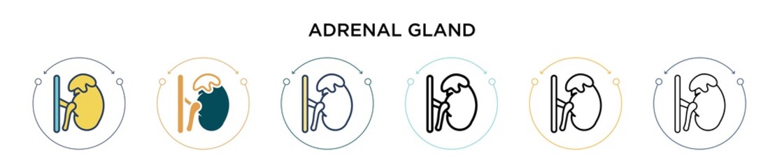 Wall Mural - Adrenal gland icon in filled, thin line, outline and stroke style. Vector illustration of two colored and black adrenal gland vector icons designs can be used for mobile, ui, web