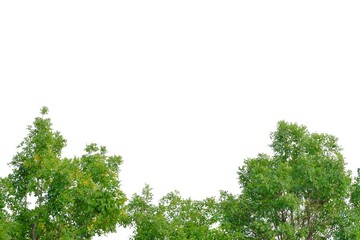 tropical tree leaves with branches on white isolated background for green foliage backdrop and copy 
