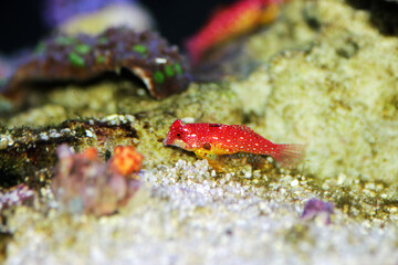 Wall Mural - Red Ruby Dragonet fish is amazing natural addition in every reef aquarium