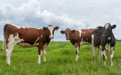 3 cows on a meadow