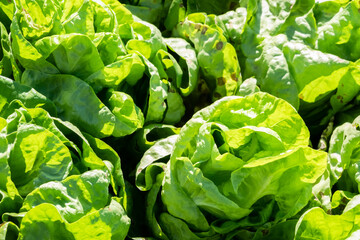 Wall Mural - organic green vegetables farm