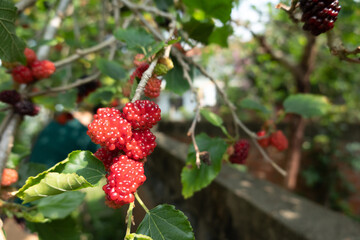 Wall Mural - mulberry on the tree