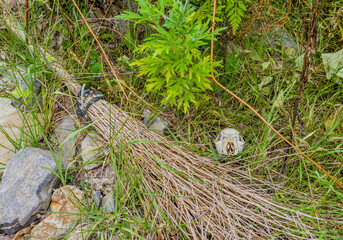 Deer skull next to discarded broom