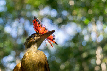 Wall Mural - Royal flycatcher