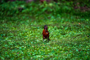 Wall Mural - Robin with Worms on the grass