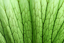 A Close Up Of Backlit Translucent Green Leaf, Showing The Venation And Structure Of The Plant, Which Is A Subtropical Epiphyte.
