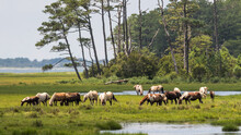 Wild Assateague Ponies Horses On The Seashore Of Virginia
