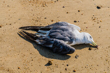 Dead Seagull On Beach
