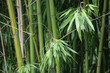 Bambus im Japanischern Garten im Duisburger Zoo in Deutschland