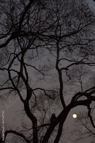 11 777 Deadwood Landscape Wall Murals Canvas Prints Stickers Wallsheaven