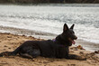 German shepherd dog lying on beach