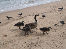 Geese And He Goslings On East River Sandy Shore With Pigeons.