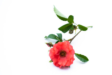 Wall Mural - Pink mini rose isolated on white background