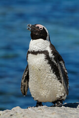 Poster - An African penguin (Spheniscus demersus) on coastal rocks, Western Cape, South Africa.