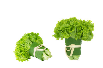 Two bunch of fresh organic green lettuces on isolated white background