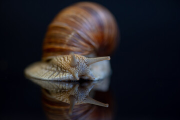 Grape snail. Photographed close-up in the studio.