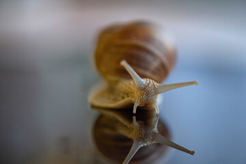 Grape snail. Photographed close-up in the studio.