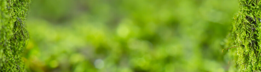 a narrow horizontal background with a blurred green natural backdrop bounded by a tree moss frame. t
