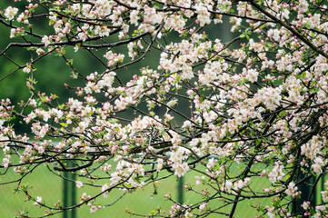 Canvas Print - Blue Tit on branches with apple tree flowers.