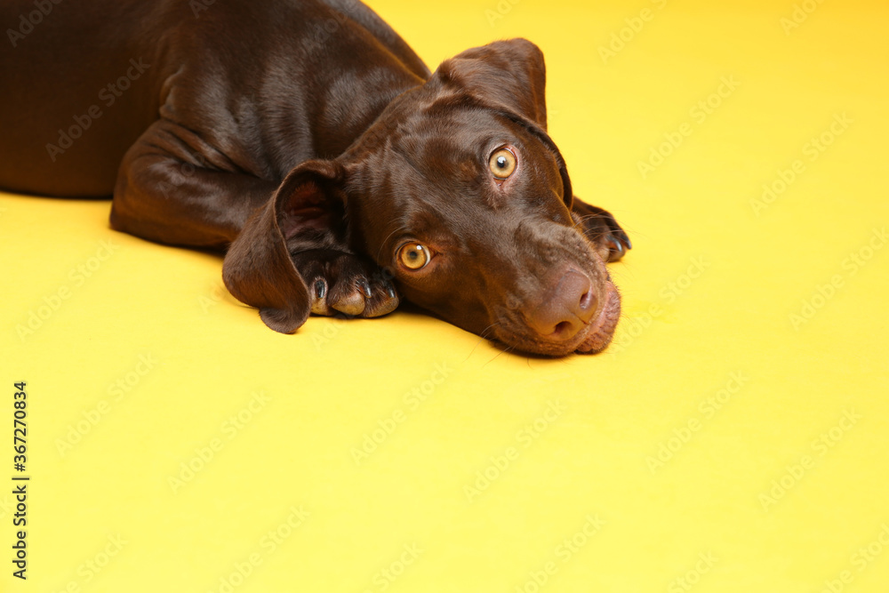 German Shorthaired Pointer dog on yellow background - obrazy, fototapety, plakaty 