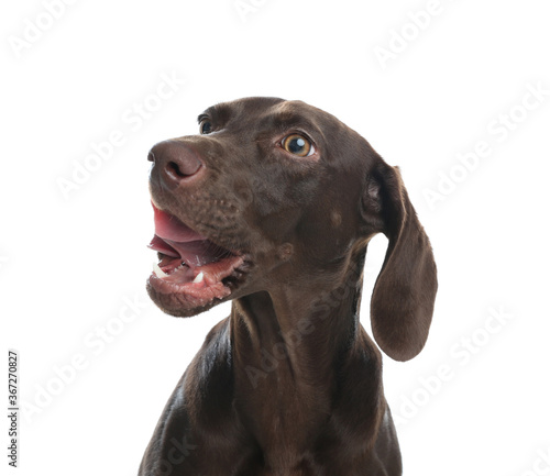 German Shorthaired Pointer dog on white background © New Africa